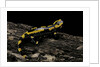 Salamandra salamandra terrestris (fire salamander) by Anonymous