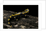 Salamandra salamandra terrestris (fire salamander) by Anonymous