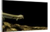 Siren intermedia (lesser siren) by Anonymous