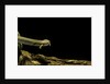 Siren intermedia (lesser siren) by Anonymous