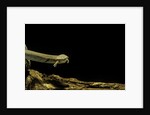 Siren intermedia (lesser siren) by Anonymous