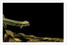 Siren intermedia (lesser siren) by Anonymous