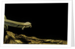 Siren intermedia (lesser siren) by Anonymous