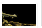 Siren intermedia (lesser siren) by Anonymous