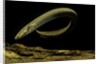Siren intermedia (lesser siren) by Anonymous