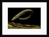Siren intermedia (lesser siren) by Anonymous