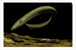 Siren intermedia (lesser siren) by Anonymous