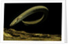 Siren intermedia (lesser siren) by Anonymous