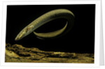 Siren intermedia (lesser siren) by Anonymous