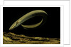 Siren intermedia (lesser siren) by Anonymous