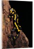 Salamandra salamandra terrestris (fire salamander) by Anonymous