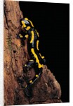 Salamandra salamandra terrestris (fire salamander) by Anonymous