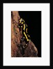 Salamandra salamandra terrestris (fire salamander) by Anonymous