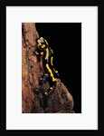 Salamandra salamandra terrestris (fire salamander) by Anonymous