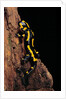 Salamandra salamandra terrestris (fire salamander) by Anonymous