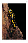 Salamandra salamandra terrestris (fire salamander) by Anonymous