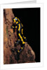 Salamandra salamandra terrestris (fire salamander) by Anonymous