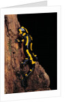 Salamandra salamandra terrestris (fire salamander) by Anonymous