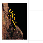 Salamandra salamandra terrestris (fire salamander) by Anonymous