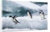 Adelie Penguins Diving Off Ice by Anonymous