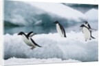 Adelie Penguins Diving Off Ice by Anonymous