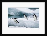 Adelie Penguins Diving Off Ice by Anonymous