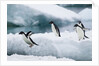 Adelie Penguins Diving Off Ice by Anonymous
