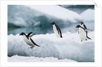 Adelie Penguins Diving Off Ice by Anonymous