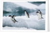 Adelie Penguins Diving Off Ice by Anonymous