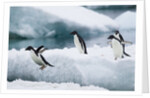 Adelie Penguins Diving Off Ice by Anonymous