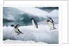 Adelie Penguins Diving Off Ice by Anonymous