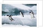 Adelie Penguins Diving Off Ice by Anonymous