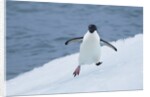 Adelie Penguin by Anonymous