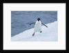 Adelie Penguin by Anonymous