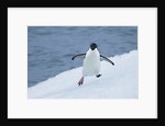 Adelie Penguin by Anonymous