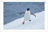 Adelie Penguin by Anonymous