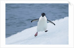 Adelie Penguin by Anonymous