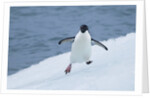 Adelie Penguin by Anonymous