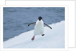 Adelie Penguin by Anonymous