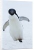 Adelie Penguin by Corbis