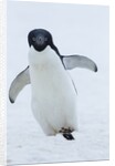 Adelie Penguin by Corbis