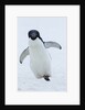 Adelie Penguin by Corbis