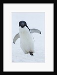 Adelie Penguin by Corbis