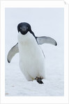 Adelie Penguin by Corbis