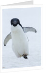 Adelie Penguin by Corbis