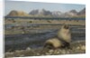 Antarctic Fur Seal at Haul-out by Anonymous