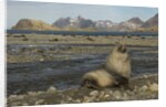 Antarctic Fur Seal at Haul-out by Anonymous