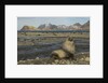 Antarctic Fur Seal at Haul-out by Anonymous