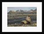 Antarctic Fur Seal at Haul-out by Anonymous