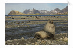 Antarctic Fur Seal at Haul-out by Anonymous